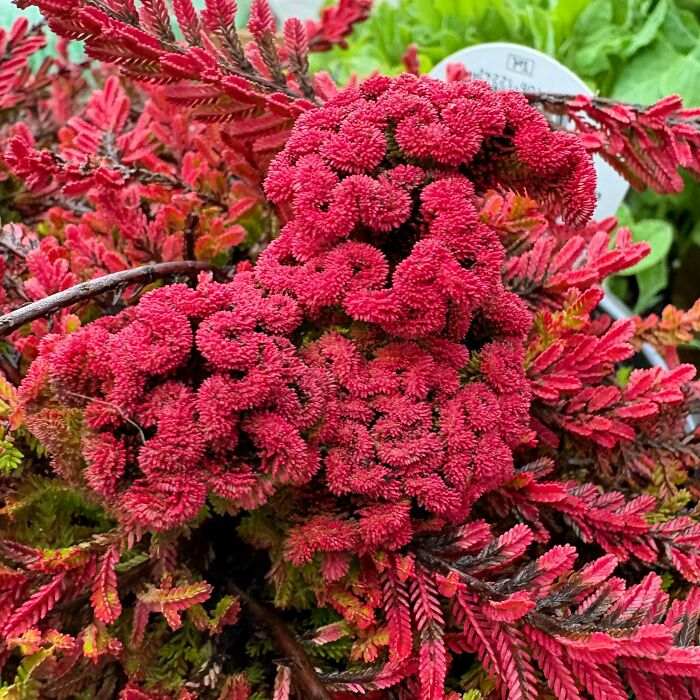 &ldquo;Lookin AI Generated&rdquo;: 100 Times Mother Nature Went Off Script And Created These Freaky Plants