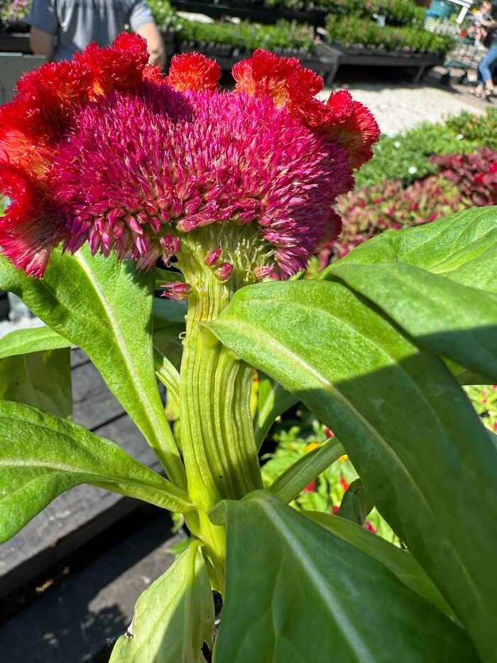 &ldquo;Lookin AI Generated&rdquo;: 100 Times Mother Nature Went Off Script And Created These Freaky Plants