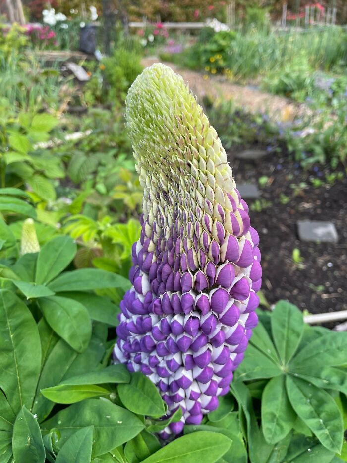 &ldquo;Lookin AI Generated&rdquo;: 100 Times Mother Nature Went Off Script And Created These Freaky Plants