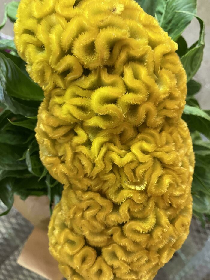 &ldquo;Lookin AI Generated&rdquo;: 100 Times Mother Nature Went Off Script And Created These Freaky Plants