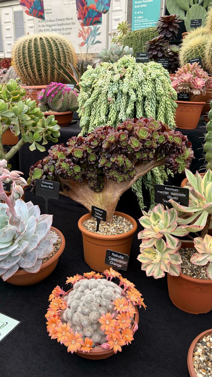 &ldquo;Lookin AI Generated&rdquo;: 100 Times Mother Nature Went Off Script And Created These Freaky Plants