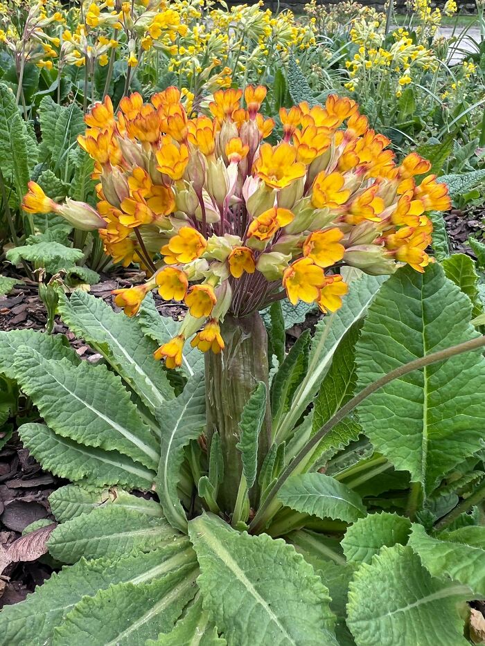 &ldquo;Lookin AI Generated&rdquo;: 100 Times Mother Nature Went Off Script And Created These Freaky Plants