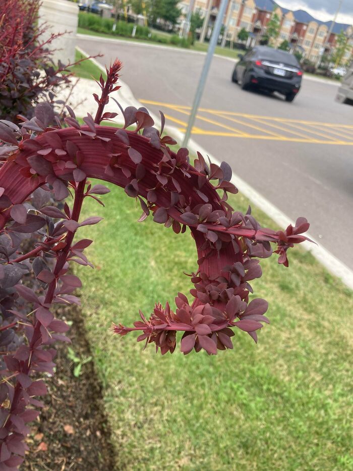 &ldquo;Lookin AI Generated&rdquo;: 100 Times Mother Nature Went Off Script And Created These Freaky Plants