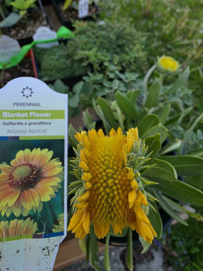 &ldquo;Lookin AI Generated&rdquo;: 100 Times Mother Nature Went Off Script And Created These Freaky Plants