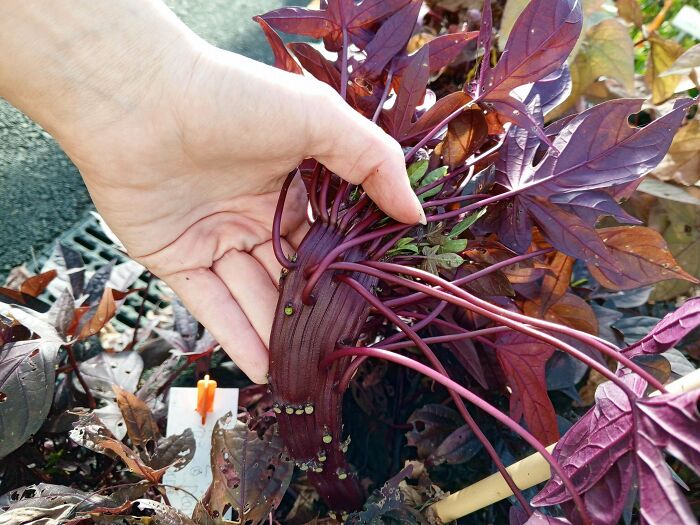&ldquo;Lookin AI Generated&rdquo;: 100 Times Mother Nature Went Off Script And Created These Freaky Plants
