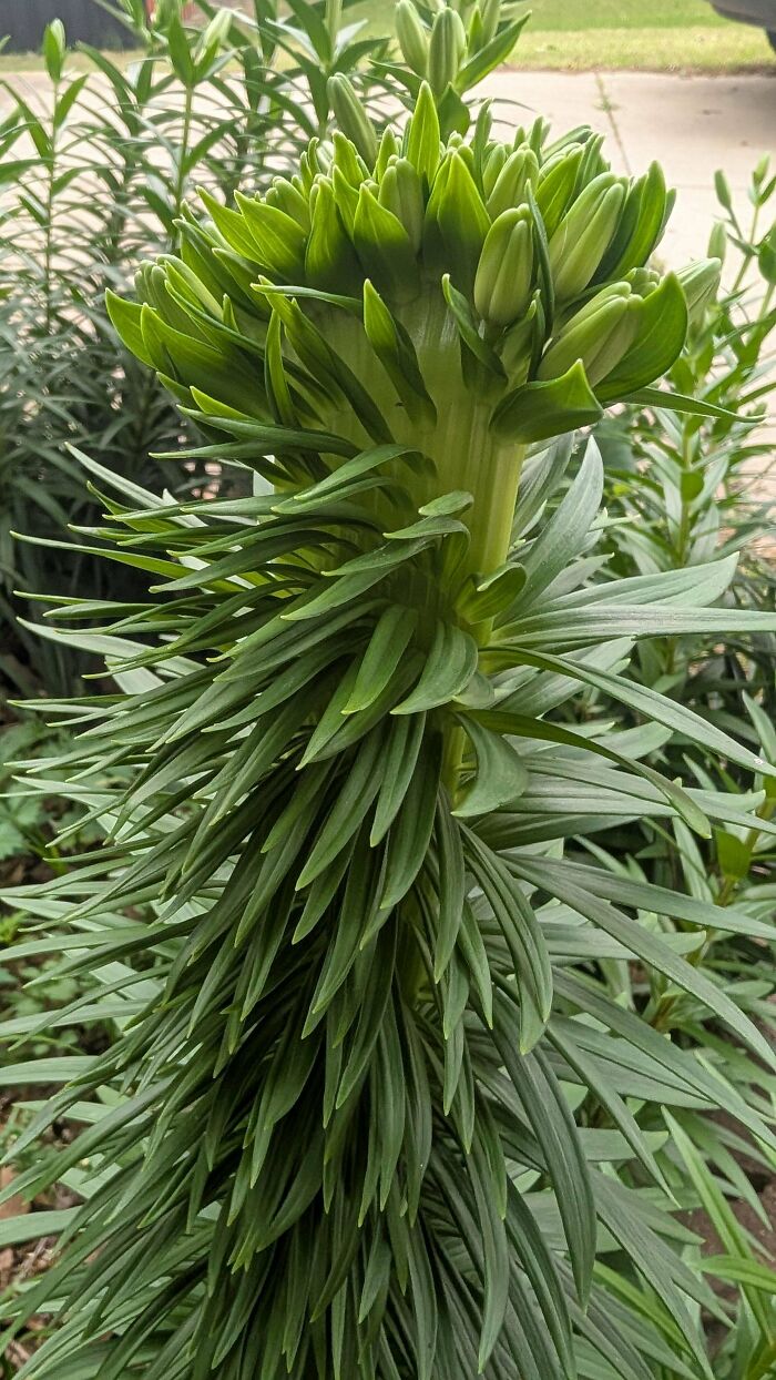 &ldquo;Lookin AI Generated&rdquo;: 100 Times Mother Nature Went Off Script And Created These Freaky Plants