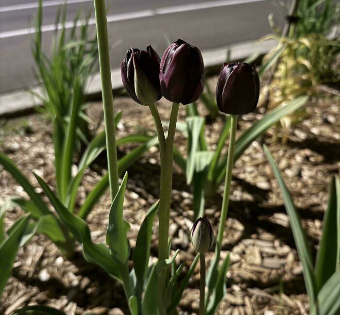 &ldquo;Lookin AI Generated&rdquo;: 100 Times Mother Nature Went Off Script And Created These Freaky Plants