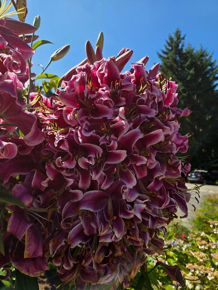 &ldquo;Lookin AI Generated&rdquo;: 100 Times Mother Nature Went Off Script And Created These Freaky Plants