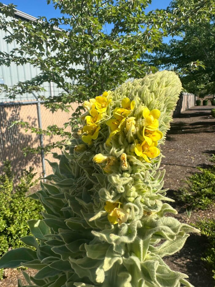 &ldquo;Lookin AI Generated&rdquo;: 100 Times Mother Nature Went Off Script And Created These Freaky Plants