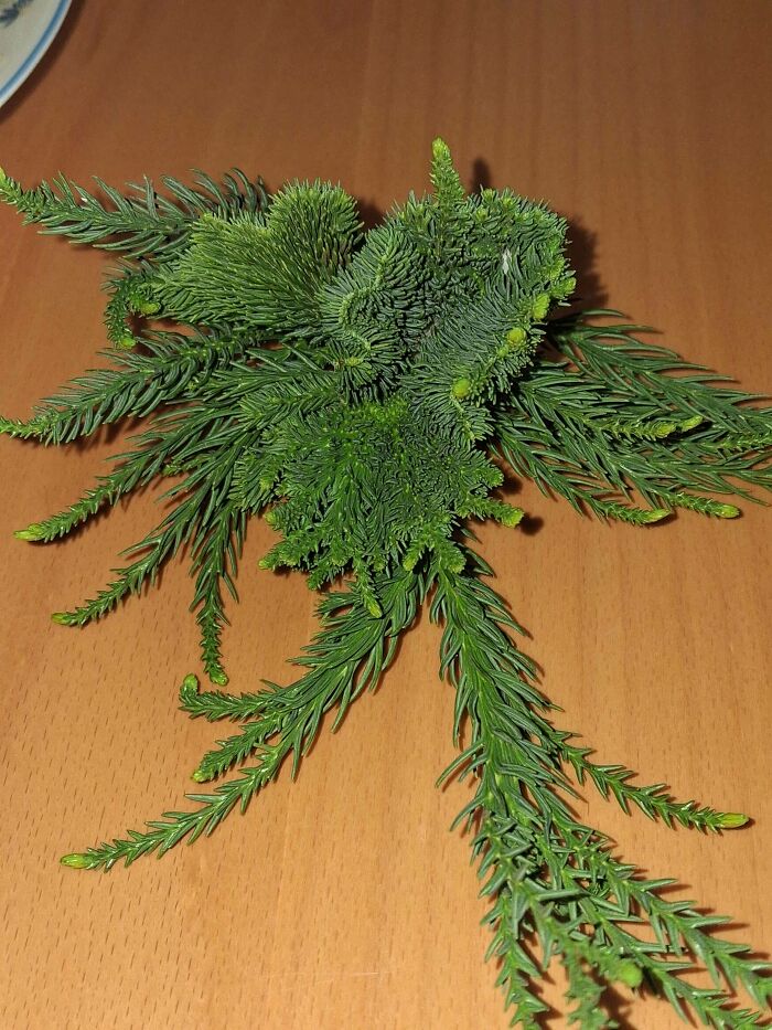 &ldquo;Lookin AI Generated&rdquo;: 100 Times Mother Nature Went Off Script And Created These Freaky Plants