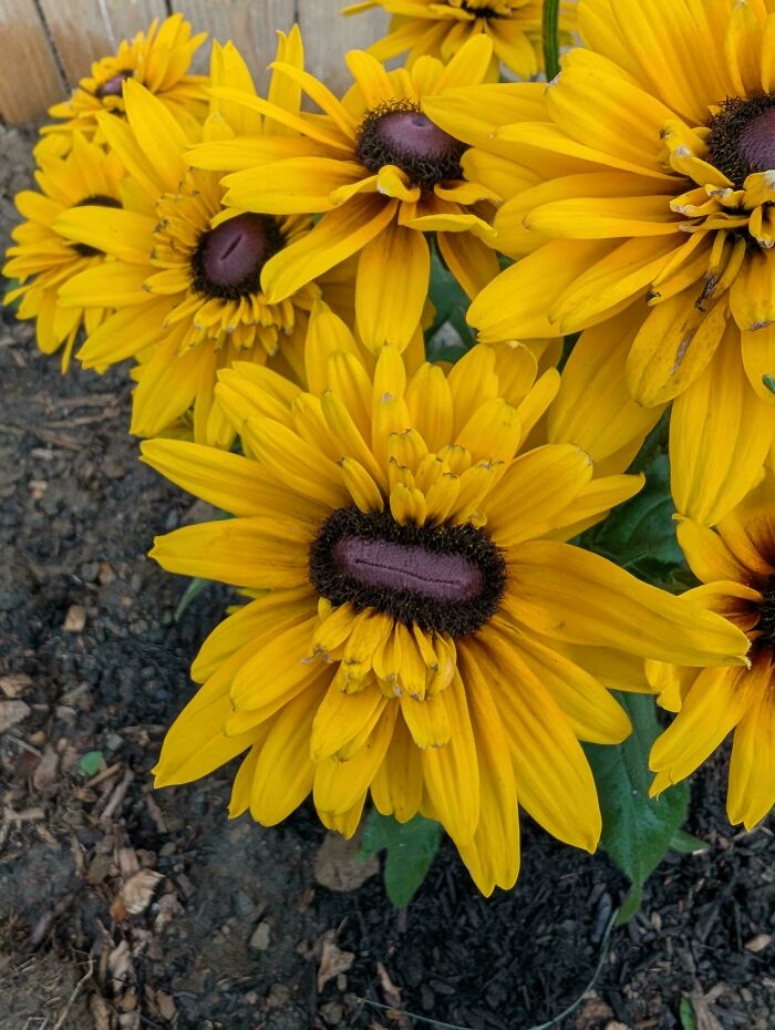&ldquo;Lookin AI Generated&rdquo;: 100 Times Mother Nature Went Off Script And Created These Freaky Plants