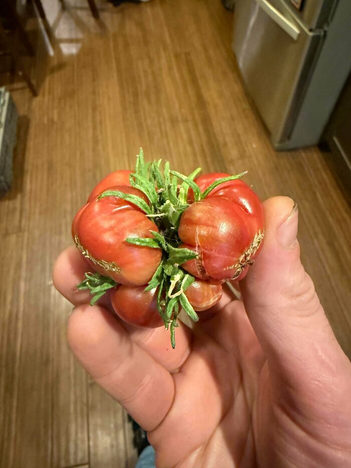 &ldquo;Lookin AI Generated&rdquo;: 100 Times Mother Nature Went Off Script And Created These Freaky Plants