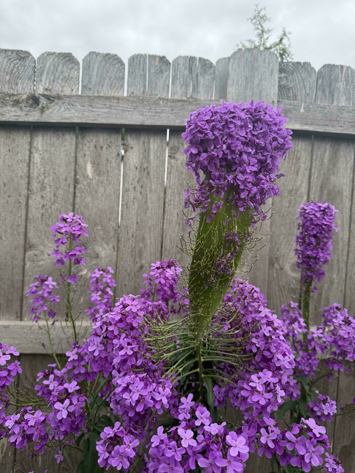 &ldquo;Lookin AI Generated&rdquo;: 100 Times Mother Nature Went Off Script And Created These Freaky Plants