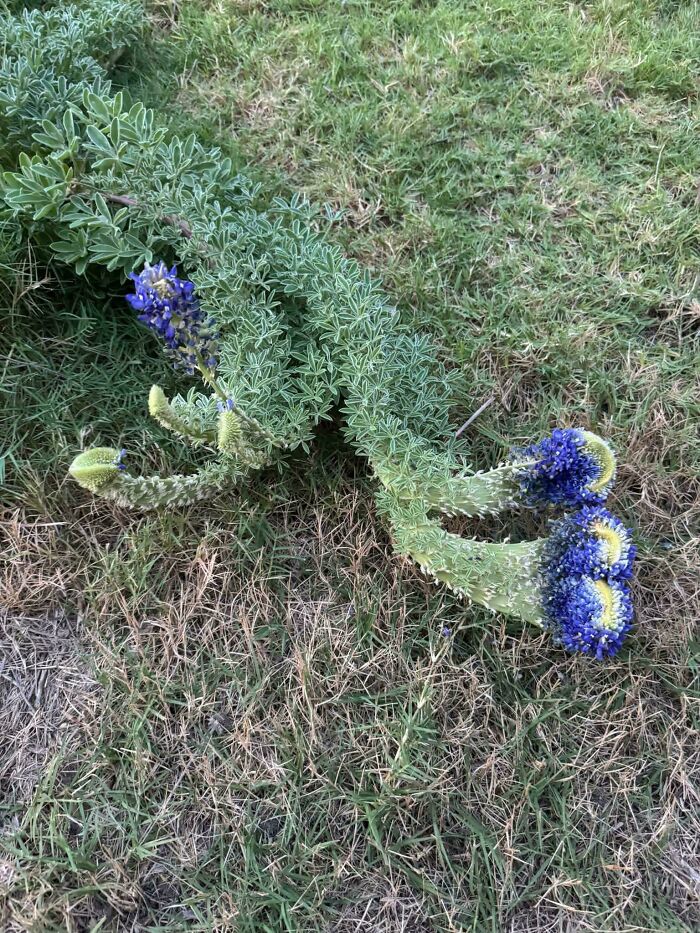 &ldquo;Lookin AI Generated&rdquo;: 100 Times Mother Nature Went Off Script And Created These Freaky Plants