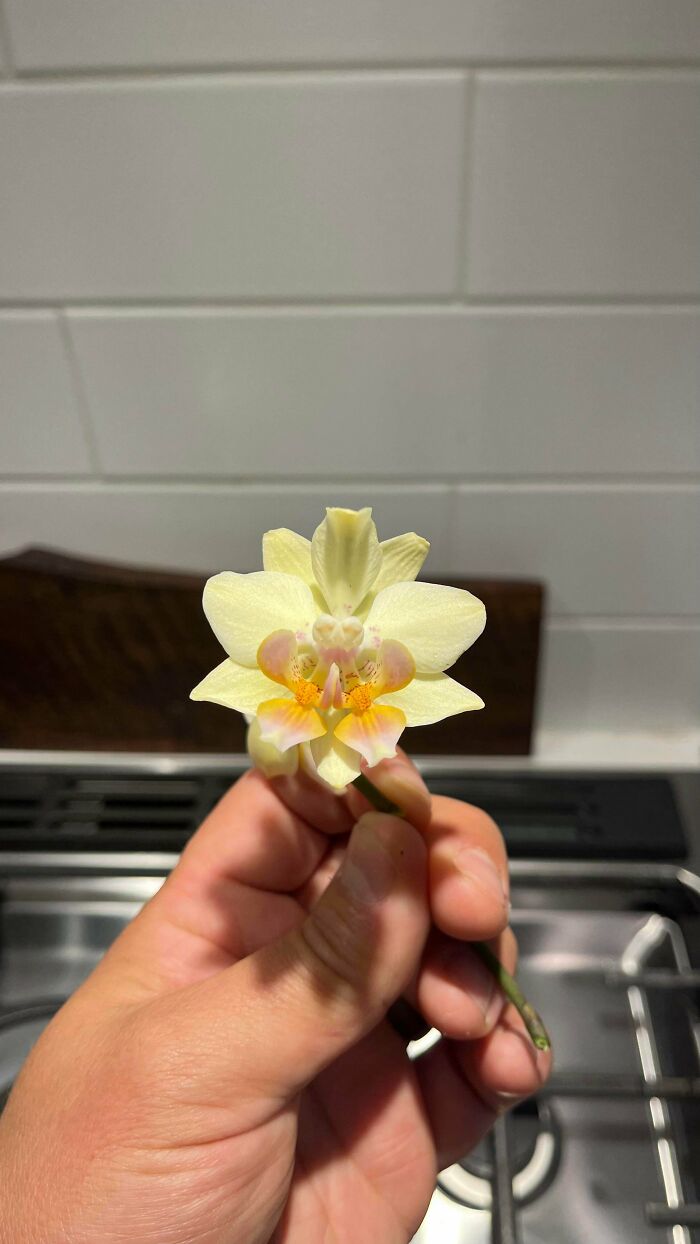 &ldquo;Lookin AI Generated&rdquo;: 100 Times Mother Nature Went Off Script And Created These Freaky Plants