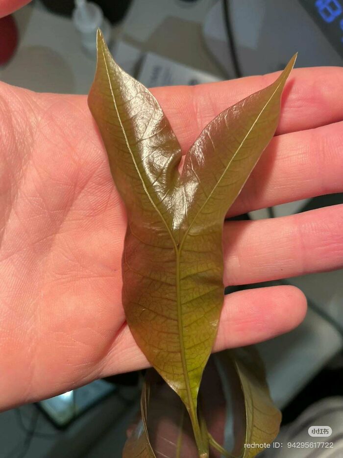 &ldquo;Lookin AI Generated&rdquo;: 100 Times Mother Nature Went Off Script And Created These Freaky Plants