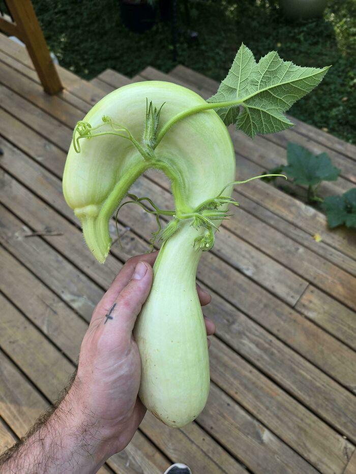 &ldquo;Lookin AI Generated&rdquo;: 100 Times Mother Nature Went Off Script And Created These Freaky Plants
