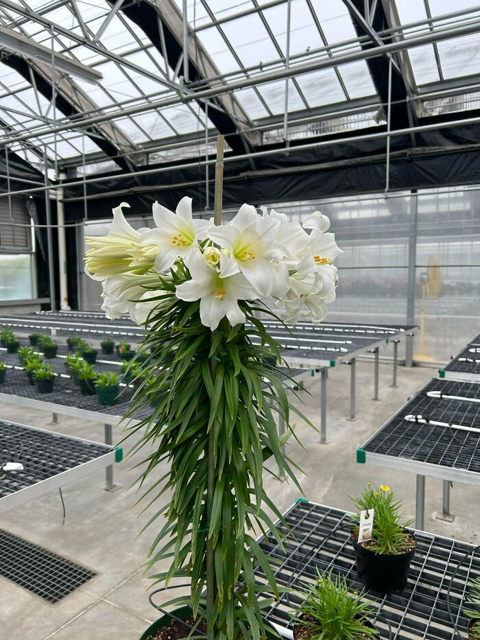 &ldquo;Lookin AI Generated&rdquo;: 100 Times Mother Nature Went Off Script And Created These Freaky Plants