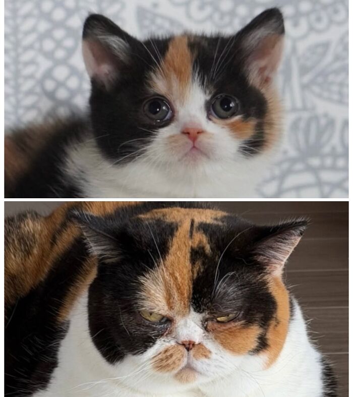 &ldquo;Cat Grows&rdquo;: 25 Adorable New Side-By-Side Comparisons Of Cats Now And When They Were Little