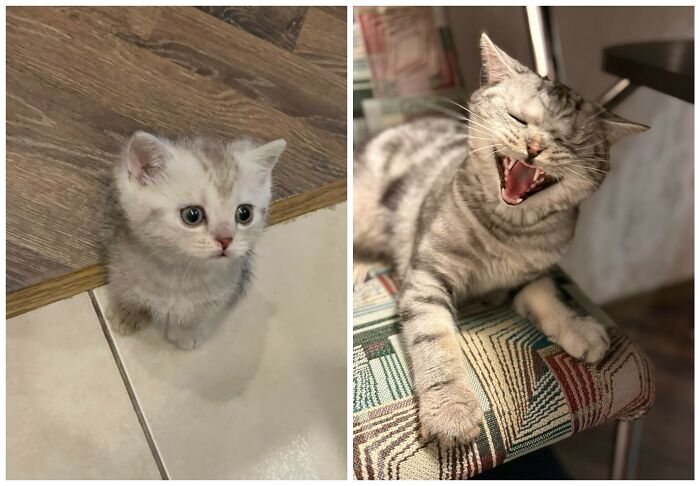 &ldquo;Cat Grows&rdquo;: 25 Adorable New Side-By-Side Comparisons Of Cats Now And When They Were Little