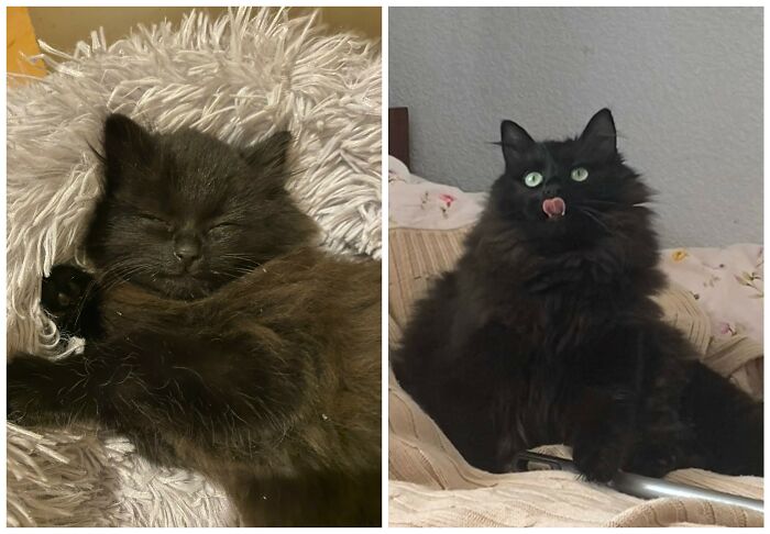&ldquo;Cat Grows&rdquo;: 25 Adorable New Side-By-Side Comparisons Of Cats Now And When They Were Little
