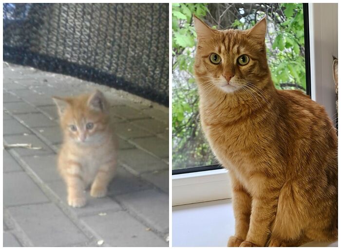 &ldquo;Cat Grows&rdquo;: 25 Adorable New Side-By-Side Comparisons Of Cats Now And When They Were Little