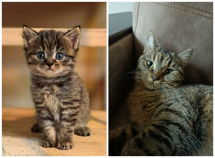 &ldquo;Cat Grows&rdquo;: 25 Adorable New Side-By-Side Comparisons Of Cats Now And When They Were Little