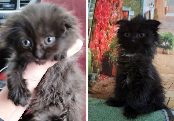 &ldquo;Cat Grows&rdquo;: 25 Adorable New Side-By-Side Comparisons Of Cats Now And When They Were Little