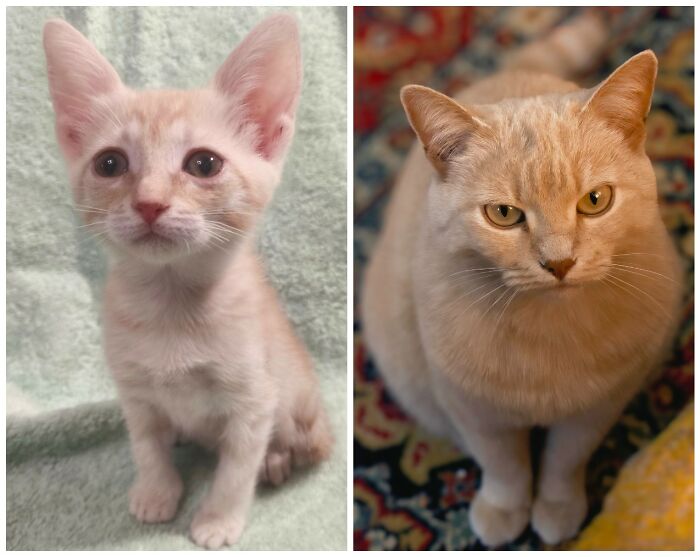 &ldquo;Cat Grows&rdquo;: 25 Adorable New Side-By-Side Comparisons Of Cats Now And When They Were Little