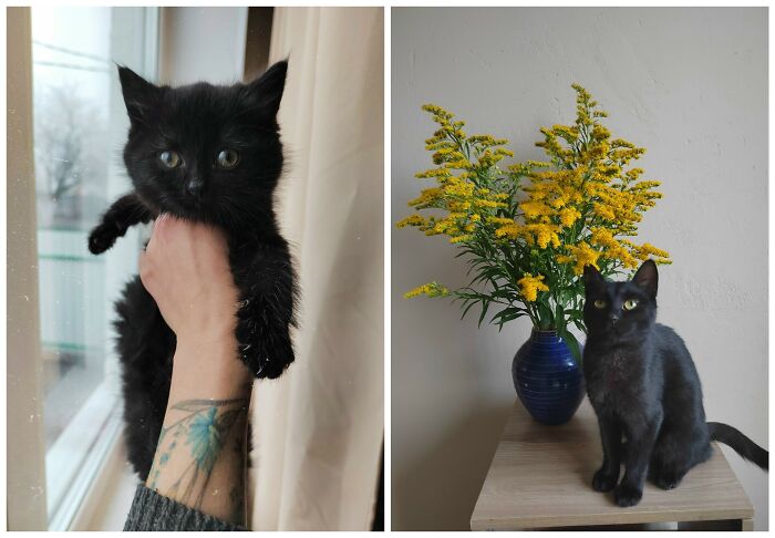 &ldquo;Cat Grows&rdquo;: 25 Adorable New Side-By-Side Comparisons Of Cats Now And When They Were Little