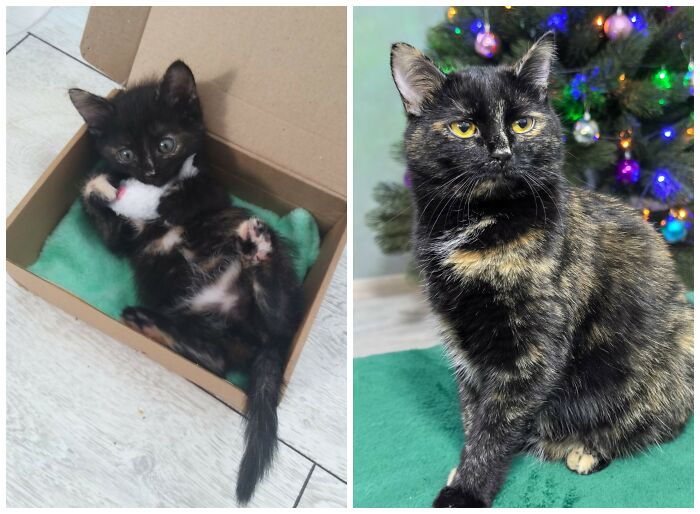 &ldquo;Cat Grows&rdquo;: 25 Adorable New Side-By-Side Comparisons Of Cats Now And When They Were Little