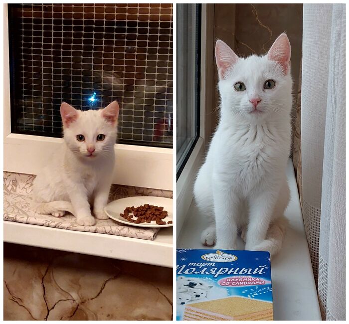 &ldquo;Cat Grows&rdquo;: 25 Adorable New Side-By-Side Comparisons Of Cats Now And When They Were Little