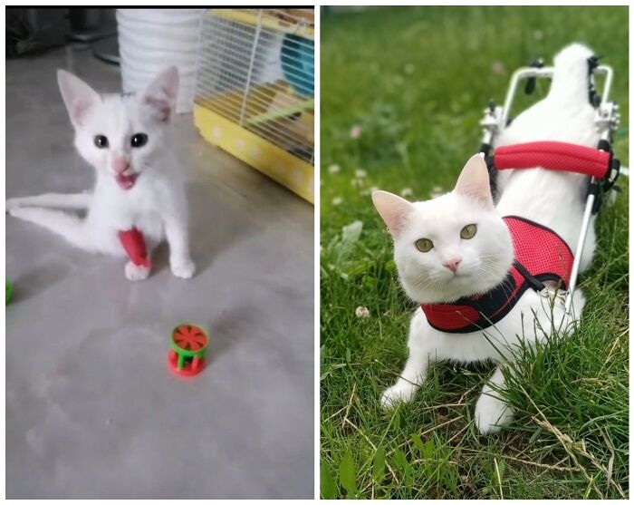 &ldquo;Cat Grows&rdquo;: 25 Adorable New Side-By-Side Comparisons Of Cats Now And When They Were Little