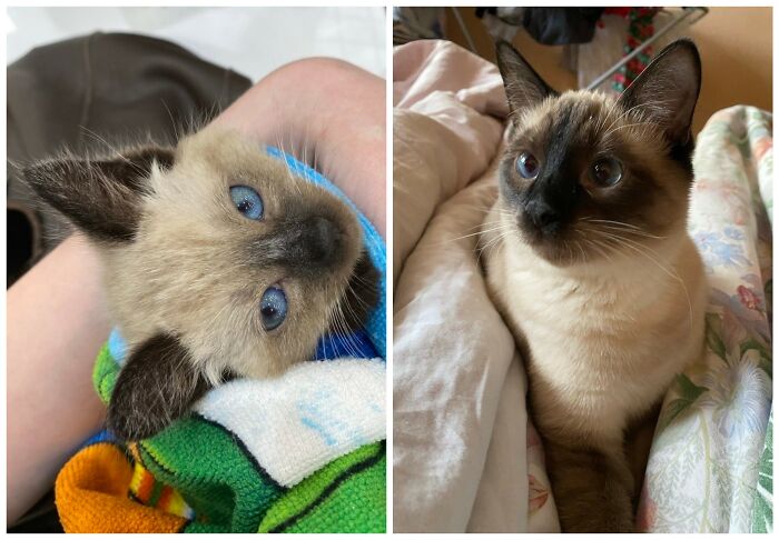 &ldquo;Cat Grows&rdquo;: 25 Adorable New Side-By-Side Comparisons Of Cats Now And When They Were Little