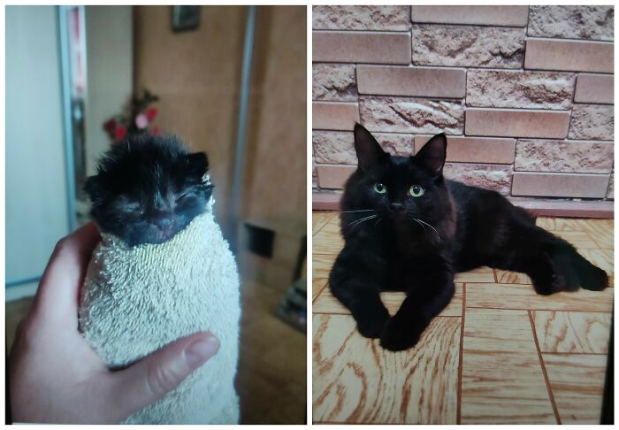 &ldquo;Cat Grows&rdquo;: 25 Adorable New Side-By-Side Comparisons Of Cats Now And When They Were Little