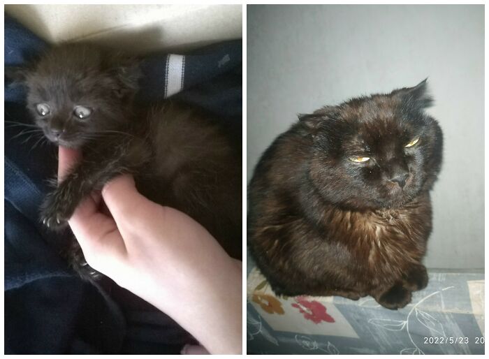 &ldquo;Cat Grows&rdquo;: 25 Adorable New Side-By-Side Comparisons Of Cats Now And When They Were Little
