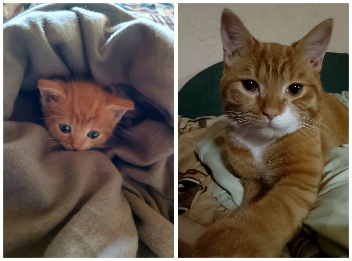 &ldquo;Cat Grows&rdquo;: 25 Adorable New Side-By-Side Comparisons Of Cats Now And When They Were Little