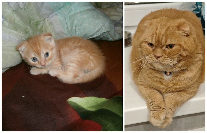 &ldquo;Cat Grows&rdquo;: 25 Adorable New Side-By-Side Comparisons Of Cats Now And When They Were Little
