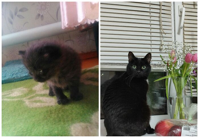 &ldquo;Cat Grows&rdquo;: 25 Adorable New Side-By-Side Comparisons Of Cats Now And When They Were Little