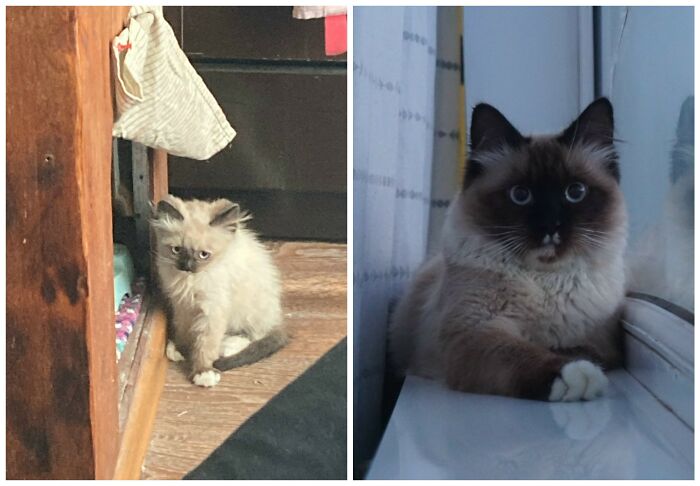 &ldquo;Cat Grows&rdquo;: 25 Adorable New Side-By-Side Comparisons Of Cats Now And When They Were Little
