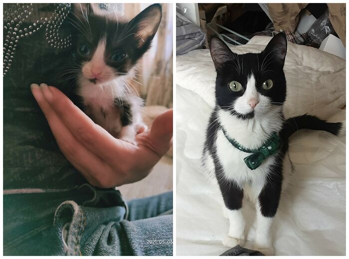 &ldquo;Cat Grows&rdquo;: 25 Adorable New Side-By-Side Comparisons Of Cats Now And When They Were Little