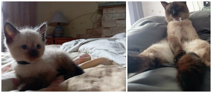 &ldquo;Cat Grows&rdquo;: 25 Adorable New Side-By-Side Comparisons Of Cats Now And When They Were Little