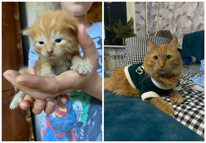 &ldquo;Cat Grows&rdquo;: 25 Adorable New Side-By-Side Comparisons Of Cats Now And When They Were Little