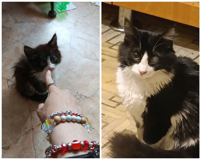 &ldquo;Cat Grows&rdquo;: 25 Adorable New Side-By-Side Comparisons Of Cats Now And When They Were Little