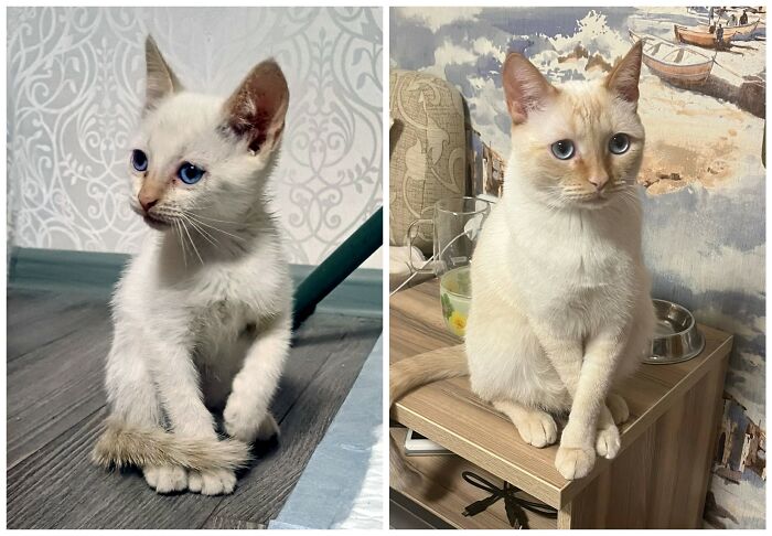 &ldquo;Cat Grows&rdquo;: 25 Adorable New Side-By-Side Comparisons Of Cats Now And When They Were Little
