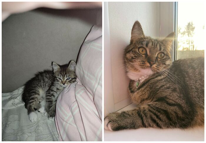 &ldquo;Cat Grows&rdquo;: 25 Adorable New Side-By-Side Comparisons Of Cats Now And When They Were Little
