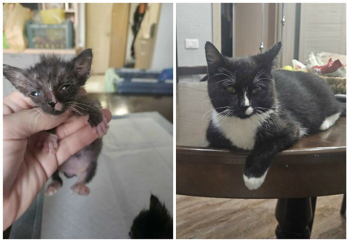 &ldquo;Cat Grows&rdquo;: 25 Adorable New Side-By-Side Comparisons Of Cats Now And When They Were Little