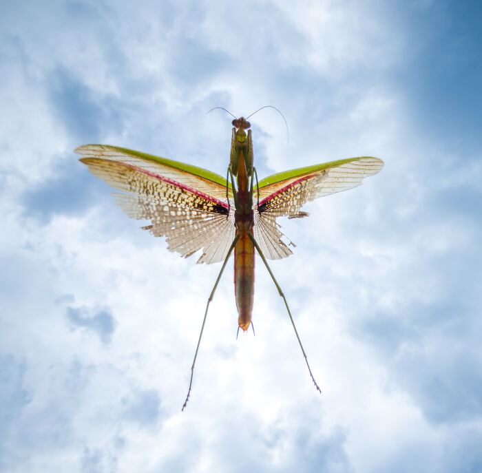 This Photographer&rsquo;s 27 Wildlife Photos Taken With A Smartphone Almost Look Too Detailed To Be Real