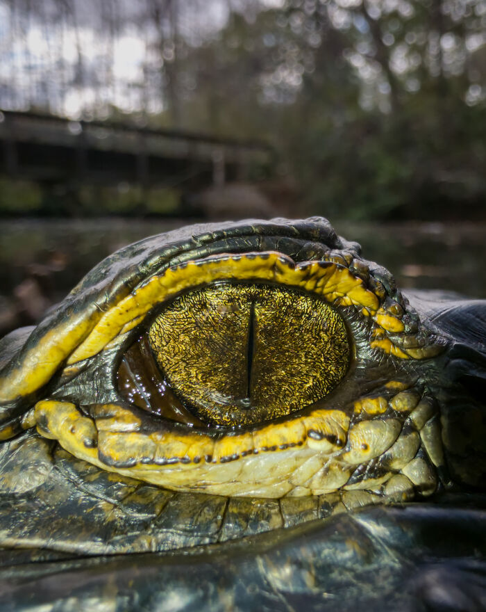 This Photographer&rsquo;s 27 Wildlife Photos Taken With A Smartphone Almost Look Too Detailed To Be Real