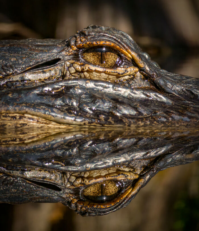 This Photographer&rsquo;s 27 Wildlife Photos Taken With A Smartphone Almost Look Too Detailed To Be Real